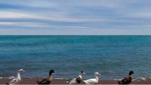 Figure 4: Still from Five Dedicated to Ozu (Panj bardāsht-i buland taqdīm bih Ozu), directed by ʿAbbās Kiyārustamī, 2003.