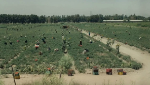 Figure 2: Laborers working in the tomato fields. Still from The Blue-Veiled (Rūsārī Ābī), directed by Rakhshān Banī-I‛timād, 1995 (00:02:19).